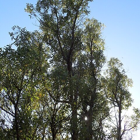 Olearia albida unspecified picture