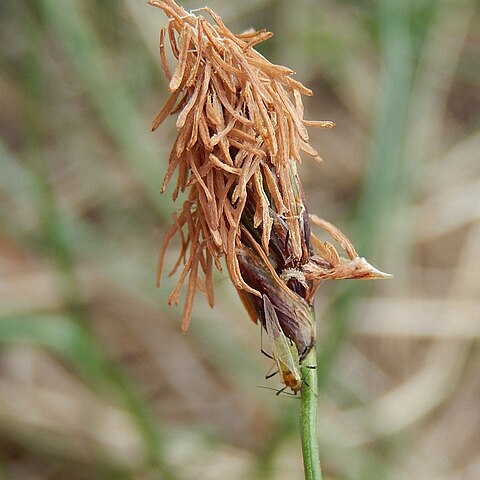 Carex macrolepis unspecified picture