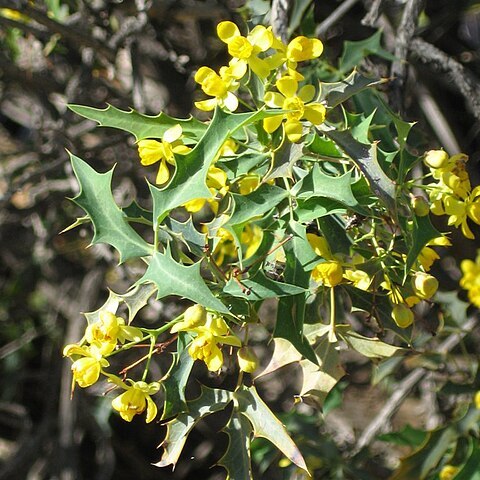 Berberis harrisoniana unspecified picture