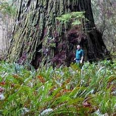 Sequoia unspecified picture