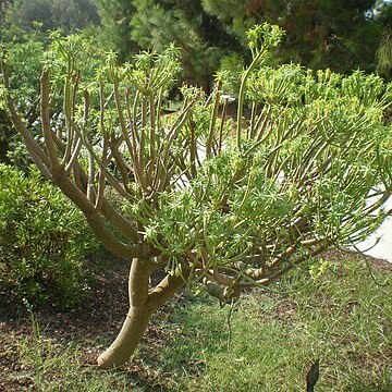 Euphorbia anachoreta unspecified picture