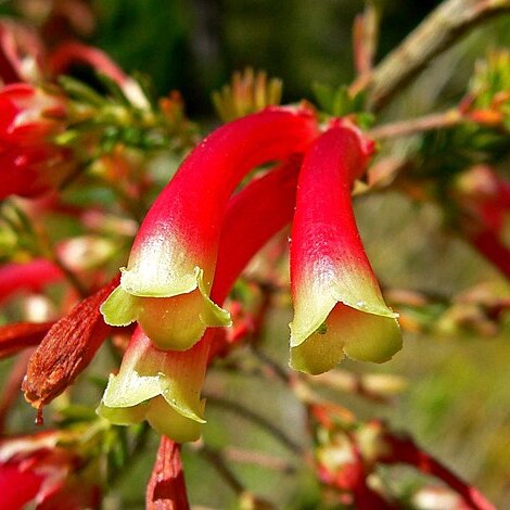 Erica versicolor unspecified picture