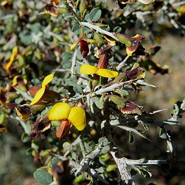 Bossiaea obcordata unspecified picture