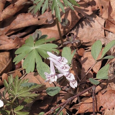 Corydalis repens unspecified picture