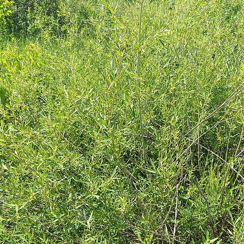 Salix caspica unspecified picture