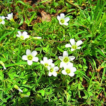 Oxalis alpina unspecified picture