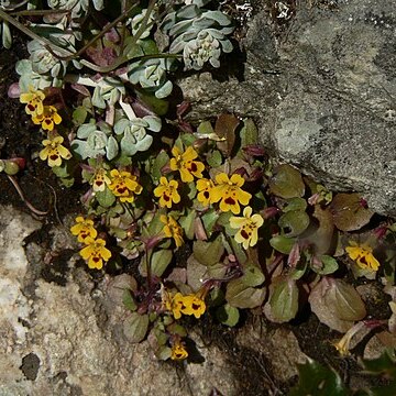 Erythranthe primuloides unspecified picture