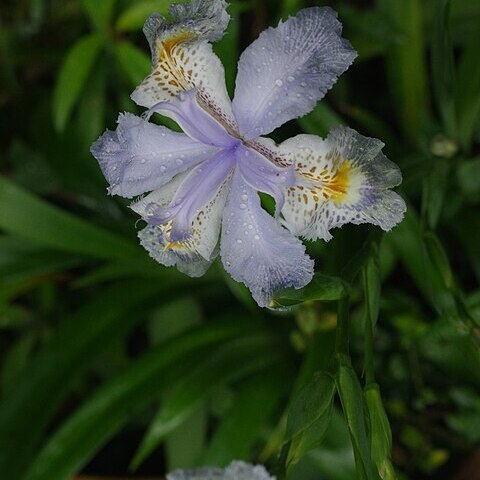 Iris formosana unspecified picture