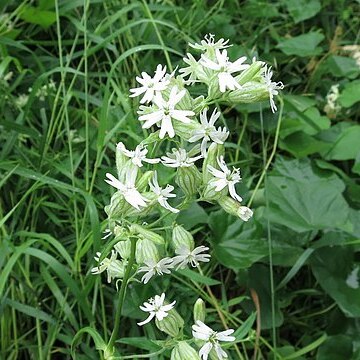 Silene repens unspecified picture