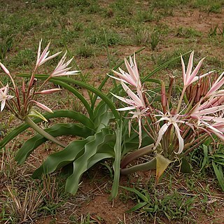 Crinum buphanoides unspecified picture