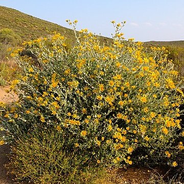 Berkheya fruticosa unspecified picture