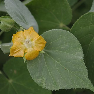 Abutilon auritum unspecified picture