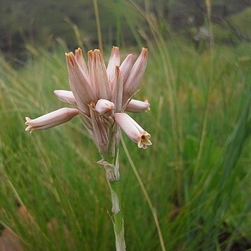 Aloe minima unspecified picture