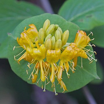 Lonicera hirsuta unspecified picture