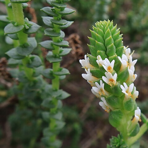 Hebenstretia cordata unspecified picture