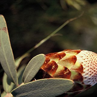 Protea inopina unspecified picture