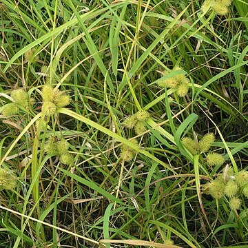 Carex capricornis unspecified picture