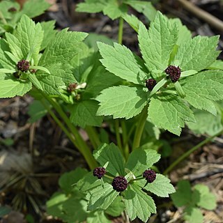 Sanicula rubriflora unspecified picture