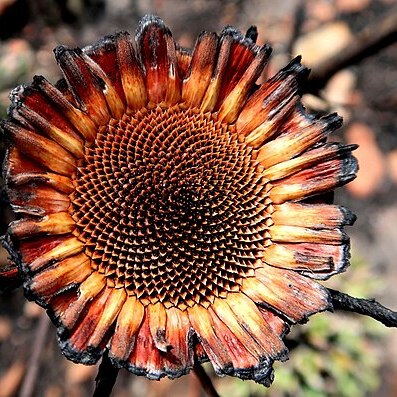 Protea lorifolia unspecified picture