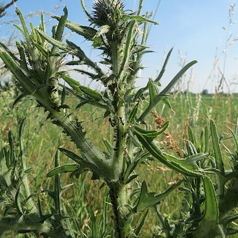 Cirsium vulgare subsp. vulgare unspecified picture