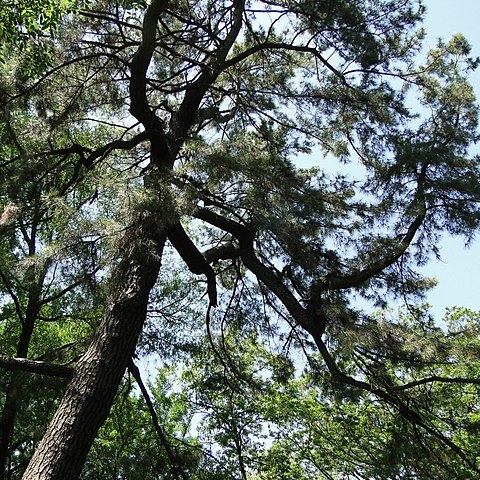 Pinus x densithunbergii unspecified picture