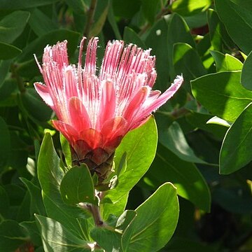 Protea venusta unspecified picture