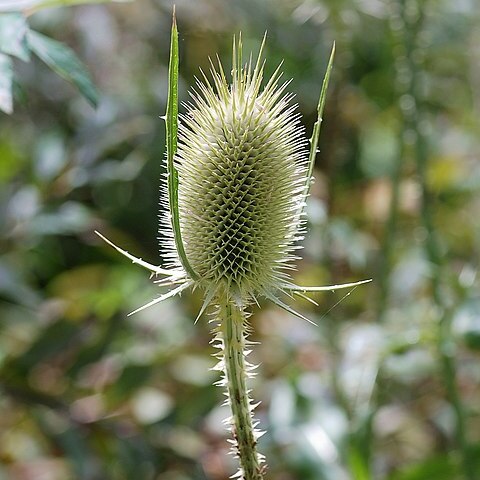 Dipsacus comosus unspecified picture