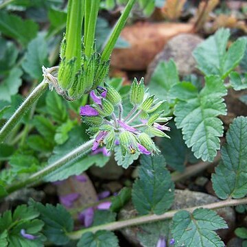 Erodium moschatum (burm.f.) l'hér. unspecified picture