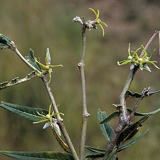 Fockea angustifolia unspecified picture