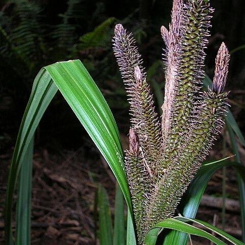 Carex alligata unspecified picture