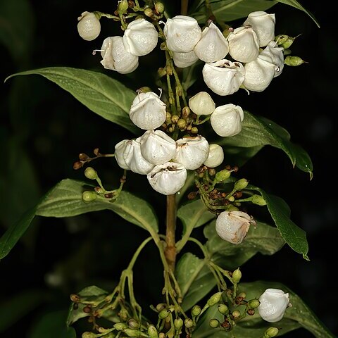 Bowkeria cymosa unspecified picture