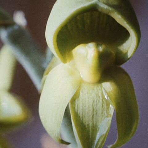 Catasetum discolor unspecified picture