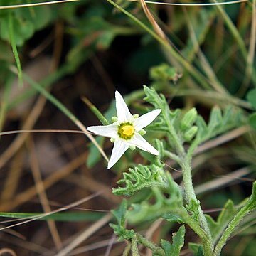 Solanum sarrachoides unspecified picture