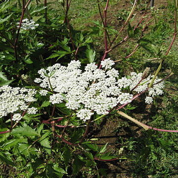 Angelica acutiloba unspecified picture