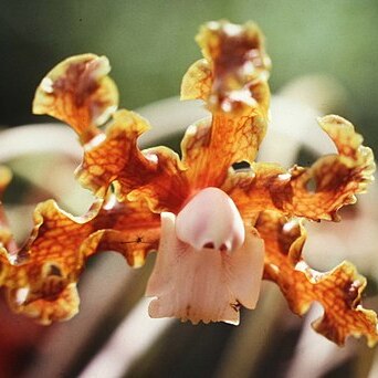 Laelia marginata unspecified picture