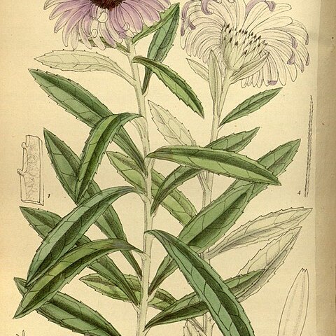 Olearia semidentata unspecified picture