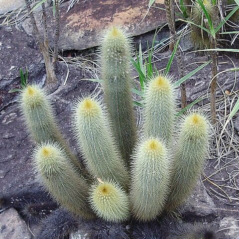 Micranthocereus auri-azureus unspecified picture