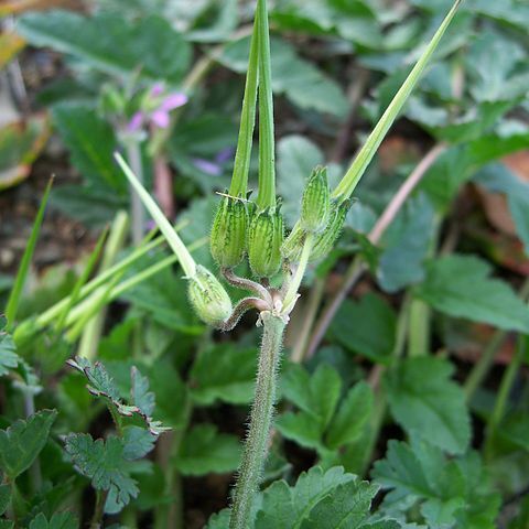 Erodium moschatum (burm.f.) l'hér. unspecified picture