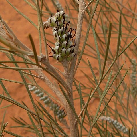 Grevillea hookeriana unspecified picture