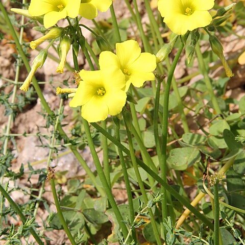 Erysimum raulini unspecified picture