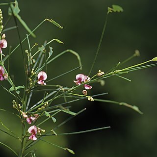 Indigofera podophylla unspecified picture