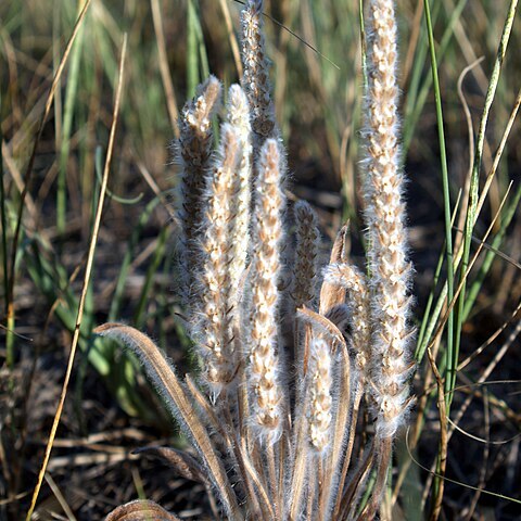 Plantago aristata unspecified picture