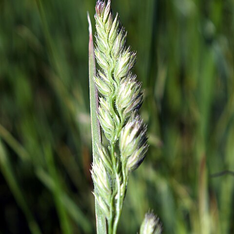 Muhlenbergia racemosa unspecified picture