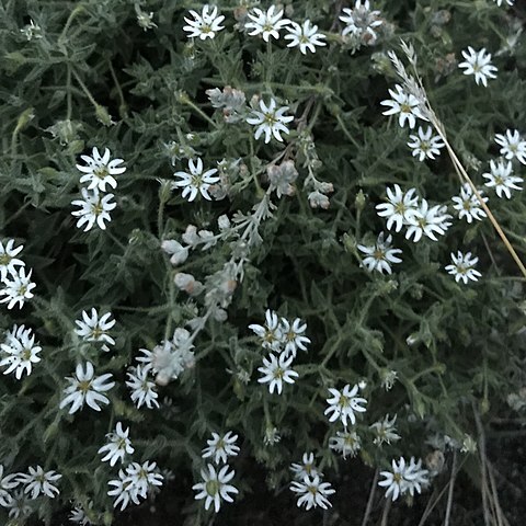 Stellaria dichotoma unspecified picture