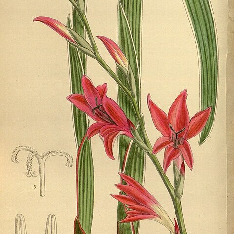 Gladiolus melleri unspecified picture