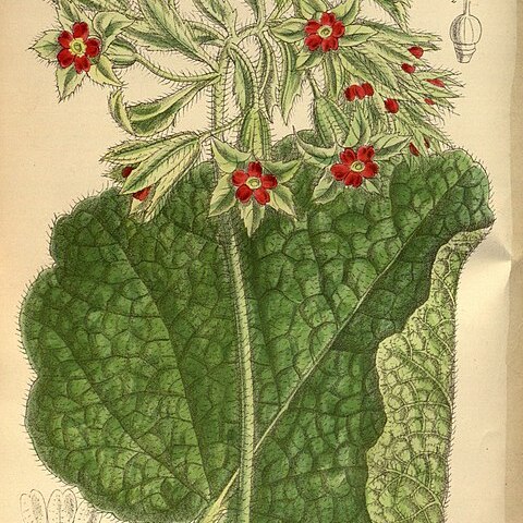 Primula pycnoloba unspecified picture