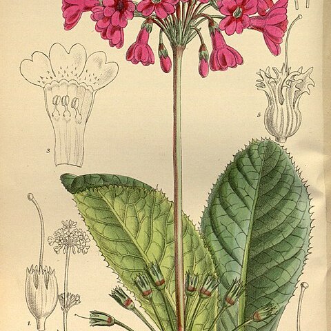 Primula miyabeana unspecified picture