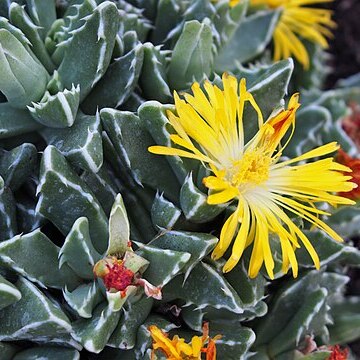 Faucaria bosscheana unspecified picture