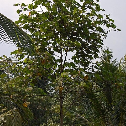 Hibiscus macrophyllus unspecified picture