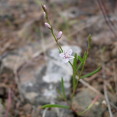 Polygonum majus unspecified picture